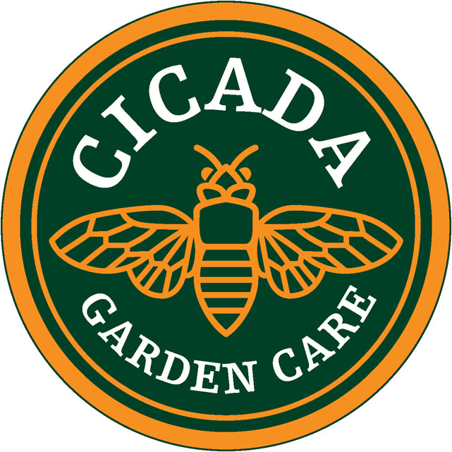 cicada